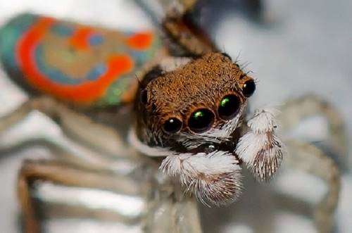 10 заблуждений о животных, в которые верят все! А сколько пауков ты проглотил в прошлом году?