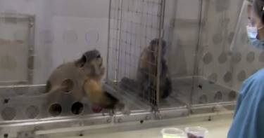 Что случится, если обделить одну обезьяну? Удивительный эксперимент, который стоит увидеть!