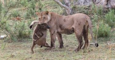 Эта львица убила бабуина. Но то, что она сделала с его детенышем - поразительно!