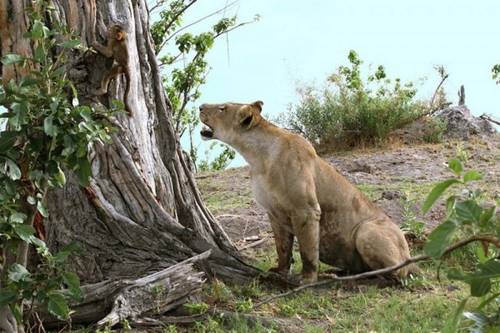 Эта львица убила бабуина. Но то, что она сделала с его детенышем - поразительно!