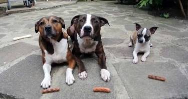 Этим троим псам раздали по колбаске. А теперь посмотри, что делает самый маленький.