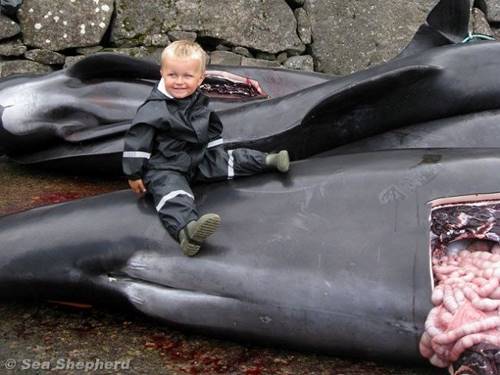 Каждый год они зверски убивают сотни китов. Не у каждого хватит духа посмотреть на эти фотографии.