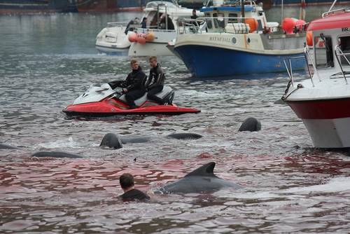 Каждый год они зверски убивают сотни китов. Не у каждого хватит духа посмотреть на эти фотографии.