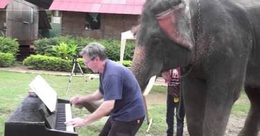 Музыкальный слон дает мастер-класс на фортепиано. Даже пианист в шоке.