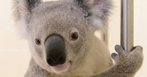 Он чуть не погиб, его тащили 88 км! Но этот счастливый коала спасся!