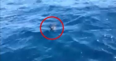 Они снимали видео с лодки, когда произошло то, что можно увидеть, пожалуй, только раз в жизни.