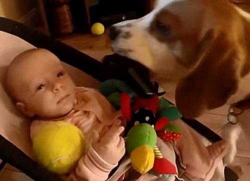 Пес украл игрушку у ребенка, но его мучает совесть. Как искренне он просит прощения!