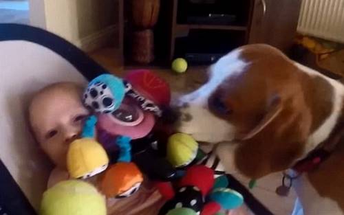 Пес украл игрушку у ребенка, но его мучает совесть. Как искренне он просит прощения!