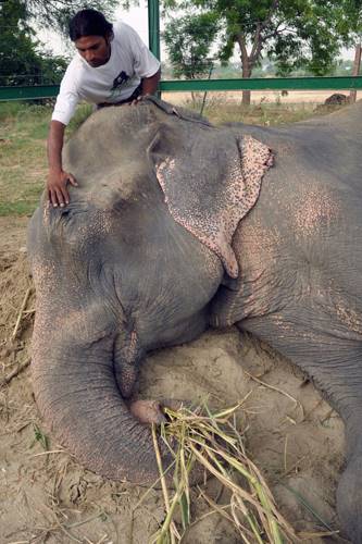 Слон Раджу находился 50 лет в неволе. Но недавно его жизнь изменилась... Это очень трогательно!