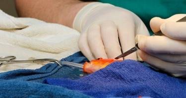 10-летней золотой рыбке сделали операцию по удалению опухоли. Теперь она проживет еще 20 лет!