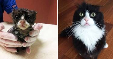 15 фото бездомных котиков до и после чудесного спасения.