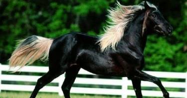 15 самых прекрасных лошадей, на которых нельзя насмотреться. От восторга перехватило дыхание...