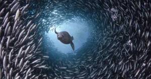 15 снимков подводного мира, от которых перехватывает дыхание.