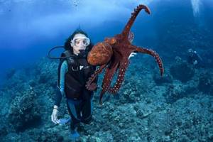 15 снимков подводного мира, от которых перехватывает дыхание.
