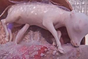 15 удивительных фото животных в утробе матери. Догадайся с трех раз, кто это!