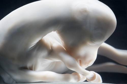 15 удивительных фото животных в утробе матери. Догадайся с трех раз, кто это!