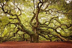 16 самых красивых деревьев мира. Просто не верится, что они растут на нашей планете!