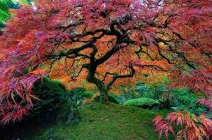 16 самых красивых деревьев мира. Просто не верится, что они растут на нашей планете!
