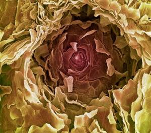 18 фото человеческих органов под микроскопом. Попробуй догадайся, что это!