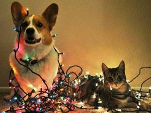 20 фото домашних животных, которые скрасят ожидание Нового года. Они тоже любят праздники!