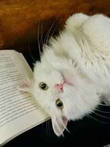 20 котов, отчаянно требующих внимания именно тогда, когда ты читаешь. Ну как тут не отвлечься!