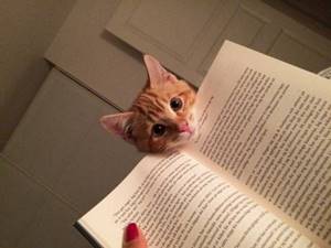 20 котов, отчаянно требующих внимания именно тогда, когда ты читаешь. Ну как тут не отвлечься!