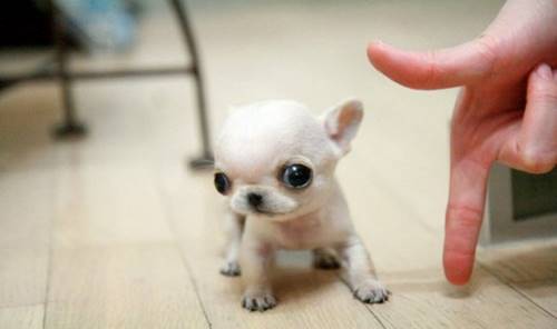 22 доказательства того, что собаки - самые милые животные в мире! Особенно маленькие...