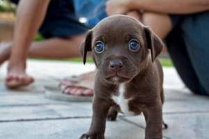 22 доказательства того, что собаки - самые милые животные в мире! Особенно маленькие...