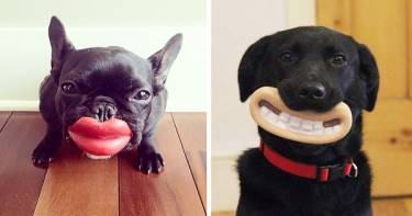 22 пса, которые даже не представляют, как глупо они выглядят с этими забавными игрушками.