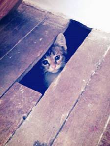 24 кота-ниндзя, которые найдут укрытие в самых неожиданных местах. С ними лучше не шутить!