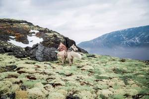 25 ослепительных снимков неотразимых хаски на лоне удивительных северных пейзажей. Восторг!