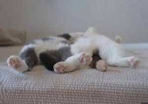 27 котов, уснувших в самых неподходящих местах. Они умеют наслаждаться моментом!