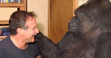 5 минут бесконечной нежности между Робином Уильямсом и большой, но дружелюбной гориллой Коко.