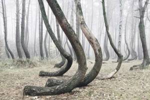 90 лет назад эти 400 деревьев выросли мистическим образом изогнутыми. Причина этого обескураживает!