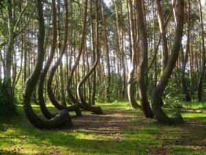90 лет назад эти 400 деревьев выросли мистическим образом изогнутыми. Причина этого обескураживает!