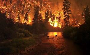 Ад наяву: 18 жутких кадров пожаров в Калифорнии.