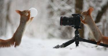 Белки-спортсменки. Талантливому фотографу удалось сделать изумительную фотосессию двух играющих белок!