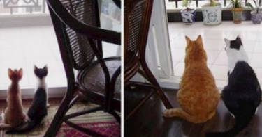 До и после: 15 снимков котов, которые выросли с тобой бок о бок.