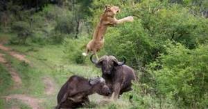 Драматичная сцена в мире природы: лев напал на детеныша буйвола, но ему крупно не повезло.
