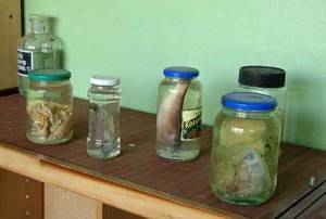 Эмбрионы в брошенной лаборатории возле Чернобыля много лет пылились без присмотра...