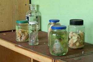 Эмбрионы в брошенной лаборатории возле Чернобыля много лет пылились без присмотра...
