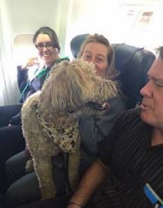 Эта авиакомпания разрешила своим пассажирам перевозить животных. Причина — удивительна...