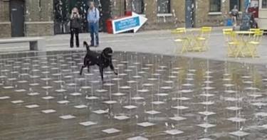 Эта беззаботно играющая в фонтане собака - самое счастливое создание на Земле!