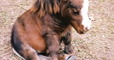 Эта лошадка - самая маленькая в мире. Но обаяния ей точно не занимать!
