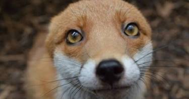 Эта забавная фотогеничная лисица слишком дружелюбна, чтобы покинуть людей. Хочу себе такую милашку!
