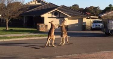 Эти кенгуру решили поколотить друг друга прямо посреди жилого квартала в Австралии.