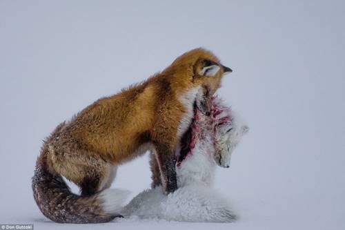 Эти снимки не оставят равнодушным! 10 лучших работ конкурса Wildlife Photographer of the Year.