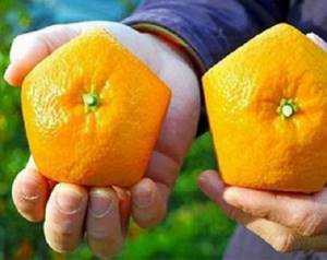 Это не Фотошоп! Этим аномальным фруктам из Японии есть очень простое объяснение...
