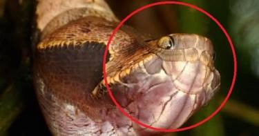 Это странное существо похоже на змею... Но ты ни за что не догадаешься, что скрывается под его оболочкой!