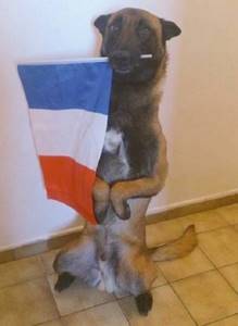 Этот храбрый пес погиб во время трагедии в Париже. Вот как весь мир почтил его память!